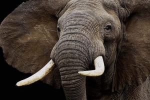 Elephant z sydney nauczył się doskonale grać w rugby Elephant z sydney nauczył się doskonale grać w rugby